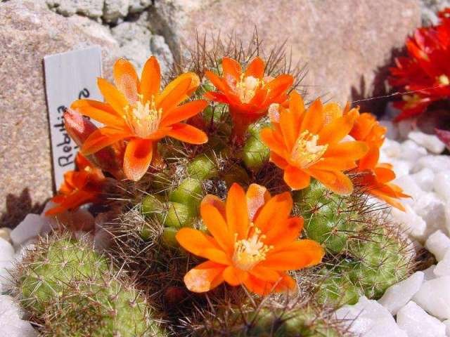 Rebutia_donaldiana_1